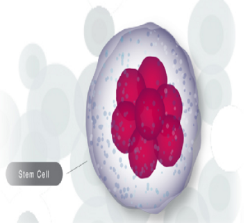 کشف سلول‌های بنیادی